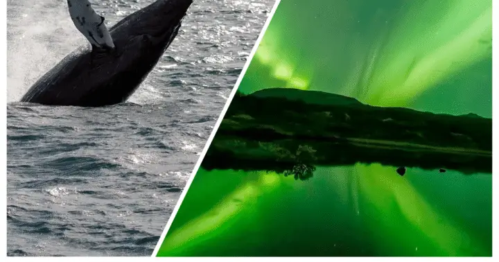 Reykjavik: Whale Watching & Northern Lights Combo Cruise