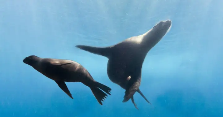Cancún: Sea Lion Swim & Interaction in Isla Mujeres & Buffet