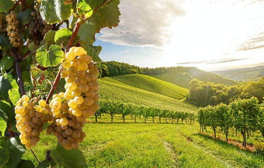 Tour de vino de Valaquia de día completo con almuerzo