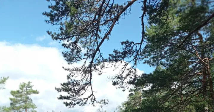 Desde Helsinki: senderismo en el Parque Nacional de Nuuksio con comida