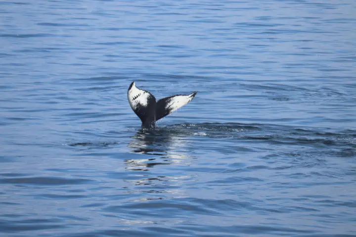 Reykjavik: Whale Watching Morning Expedition