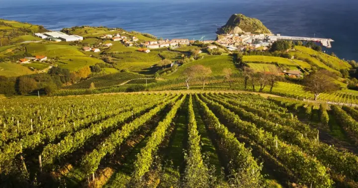 Cultura rural de San Sebastián: visita a un viñedo y ruta de senderismo por una finca