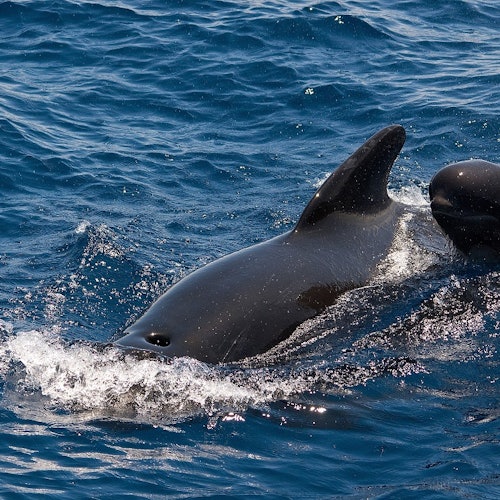 Tenerife: 3-Hour Whale & Dolphin Watching Catamaran Tour with Catering