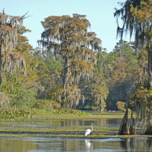 Miami: Everglades National Park Guided Tour + Airboat Ride from South Beach