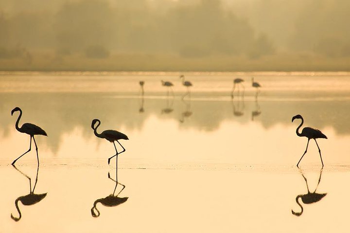 Visita guiada al Parque Nacional de Donana y Matalascanas desde Sevilla
