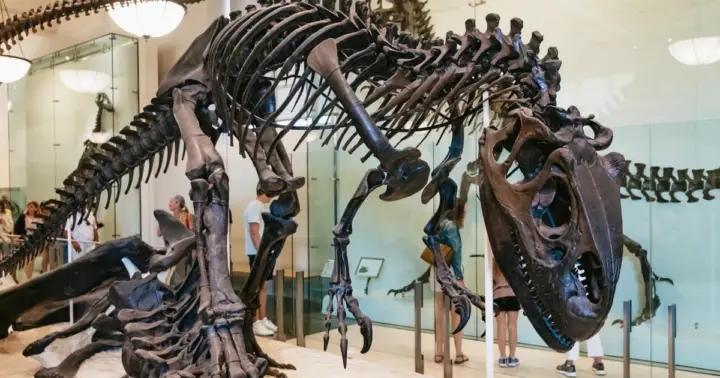 New York City: American Museum of Natural History Ticket