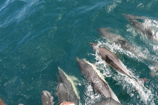Avistamiento de delfines en Gibraltar desde la costa de Cádiz