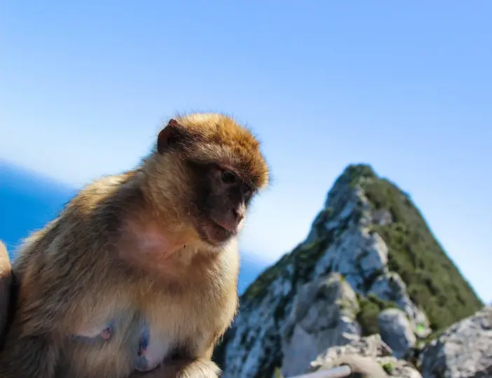 Desde Málaga: Gibraltar con tiempo libre y guía experto