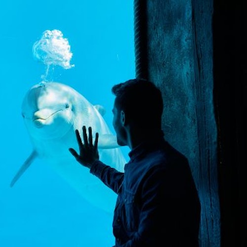 Mundomar Benidorm: Entrada sin colas