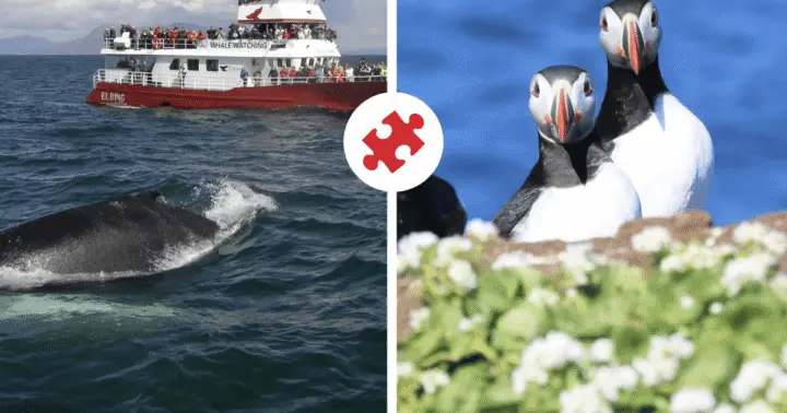 Reykjavik: Puffin and Whale Watching Boat Tour Combo