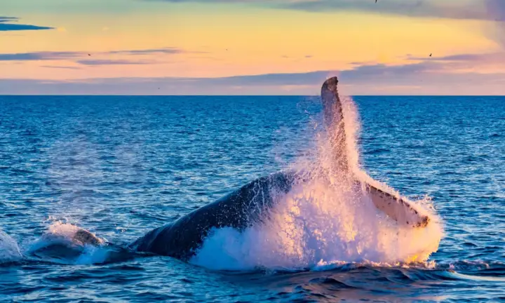 From Reykjavik: Full Day Whale Watching & Golden Circle Tour