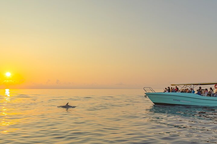 Avistamiento exclusivo de delfines en Mallorca desde Port Alcudia