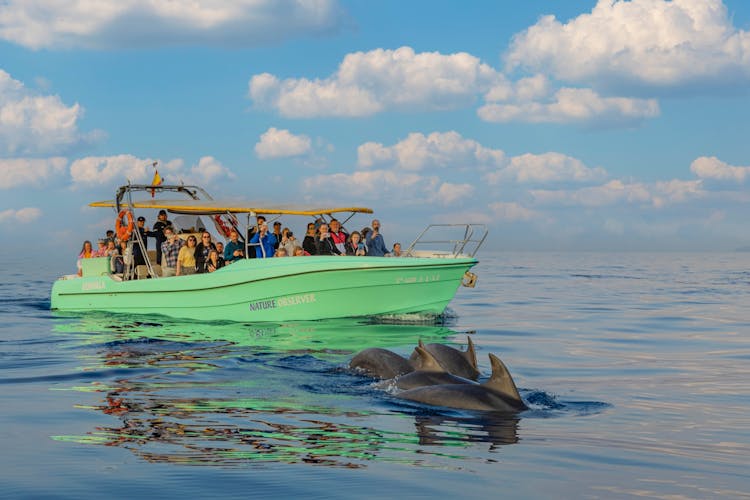 Experiencia con delfines en Mallorca