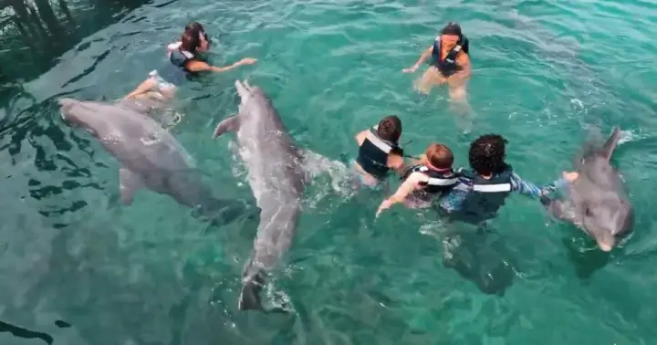 Día completo en las Islas del Rosario con almuerzo Cartagena