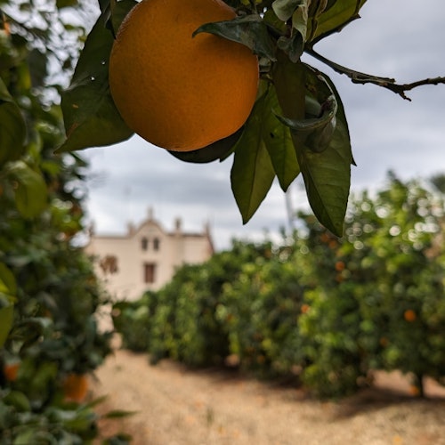 Desde Valencia: Visita guiada al huerto de naranjos Huerto Ribera con degustación