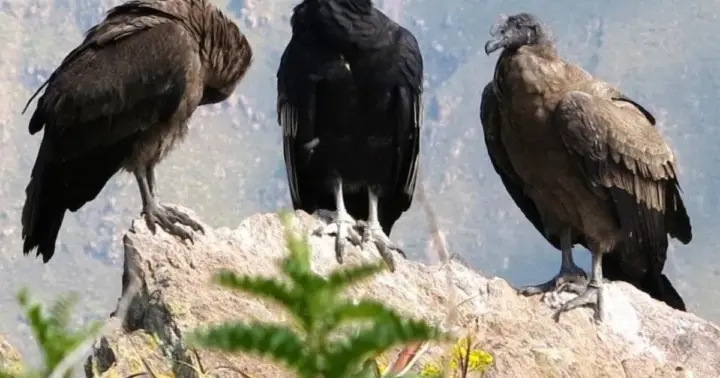 Desde Arequipa: visita guiada al cañón del Colca con comidas