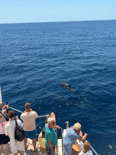 PALMA CRUISES Dolphin Watch morning