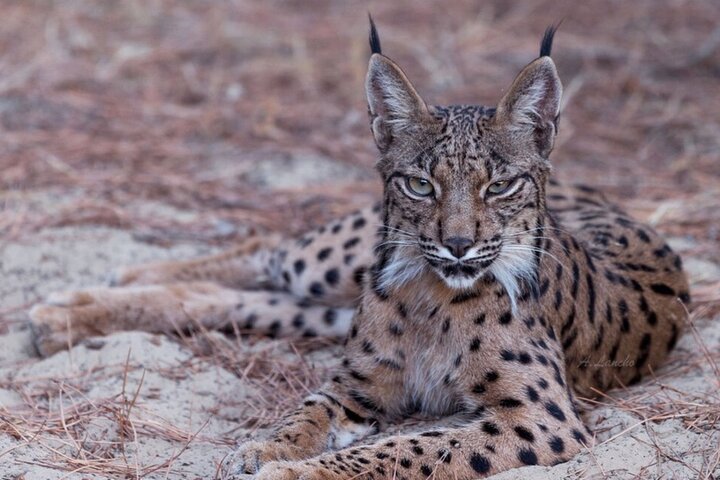 Explorando Doñana y el Lince Ibérico