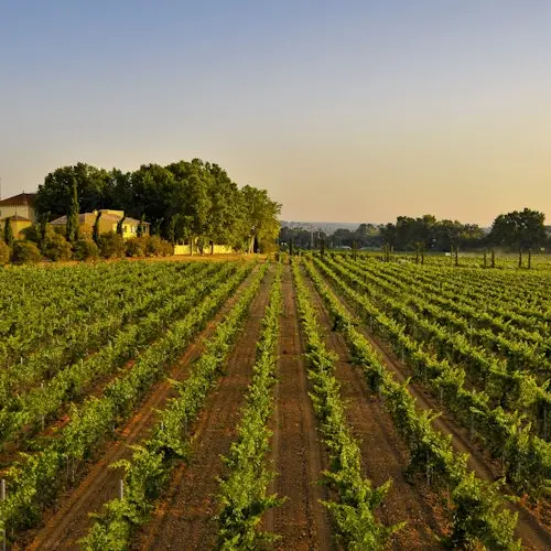 Barcelona: Guided Familia Torres Winery Tour + Tastings