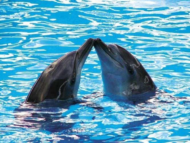 Isla Mujeres catamaran cruise and dolphin programs