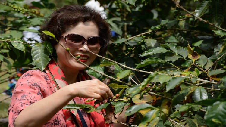 Visita guiada al cafetal