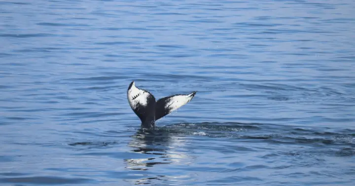 Reykjavik: Whale Watching Morning Expedition