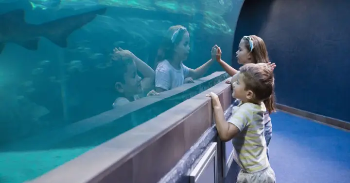 Cancún: ticket de entrada al Acuario Interactivo
