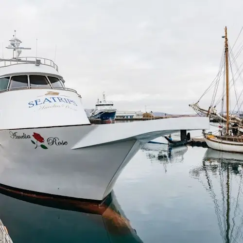 Reykjavík: Luxury Yacht Whale Watching Cruise