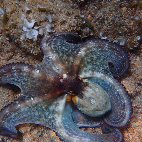 Costa Brava: Day Tour with Kayak, Snorkel & Cliff Jump from Barcelona