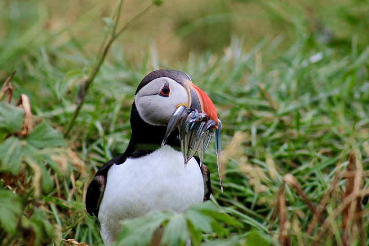 Classic Puffin Watching Cruise from Downtown Reykjavík