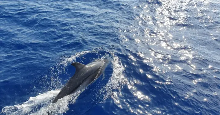 From Paguera: Dolphin Watching Cruise in a Glass-Bottom Boat