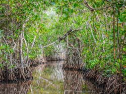Tour por los manglares de Cartagena