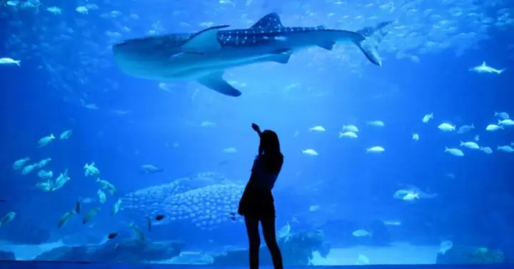 Lisboa: Entrada al Oceanario + Crucero por el río Tajo