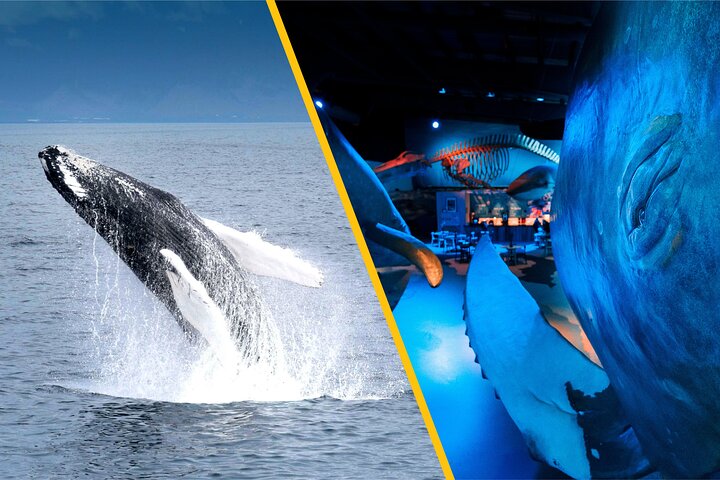 Whales of Iceland from Land and Sea