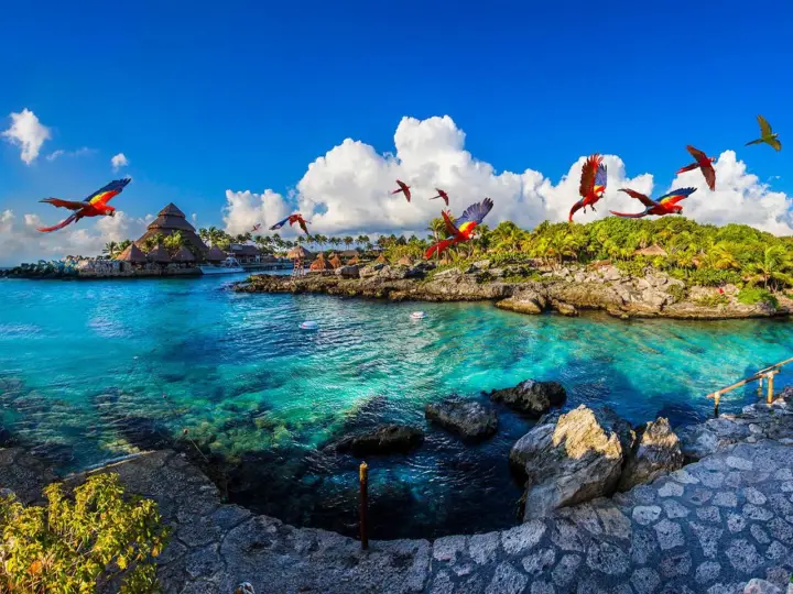 From Playa del Carmen: Xcaret Park “Plus”: The Complete Experience
