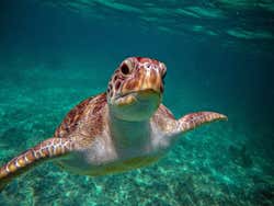 Tulum & Akumal Day Trip + Snorkelling in a Maya Cenote