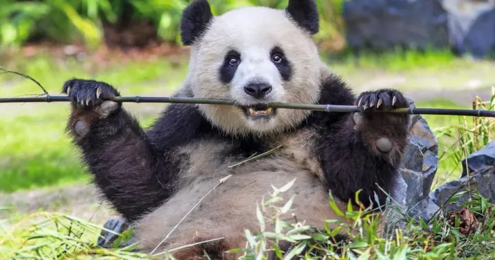 Berlín: ticket de entrada para el Zoo de Berlín