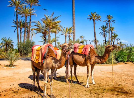 Paseo en camello por el palmeral de Marrakech
