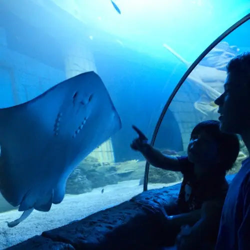 SEA LIFE Porto: Annual Pass