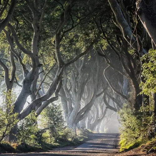 Excursión a la Calzada del Gigante desde Belfast