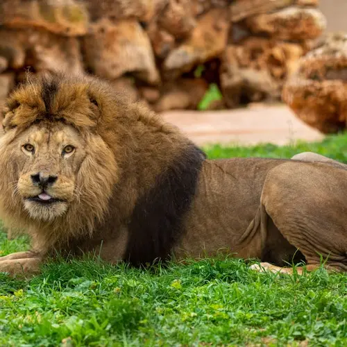 Safari Mallorca: Entrada + Viaje en tren
