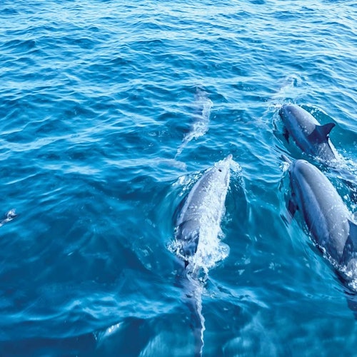 Desde Santa Ponsa: Tour en barco de 2 horas para avistar delfines