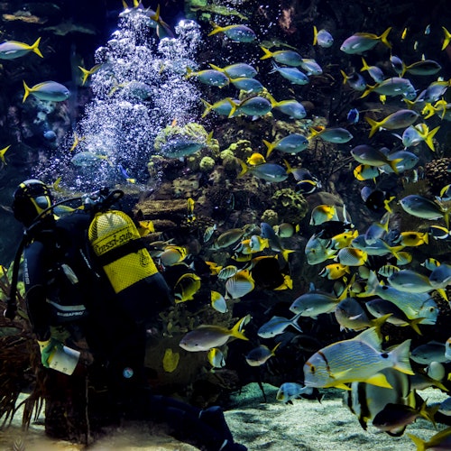 Oceanogràfic y Museo de las Ciencias: Entrada