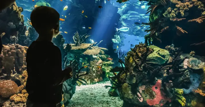 Lisboa: Ticket de entrada al Oceanário de Lisboa