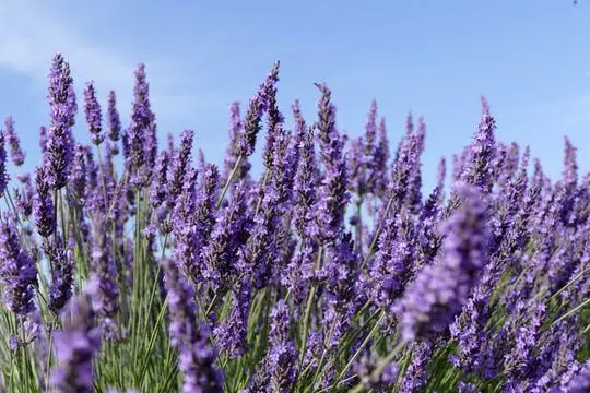 Lavanda en Sault y visita de Gordes y Rosellón