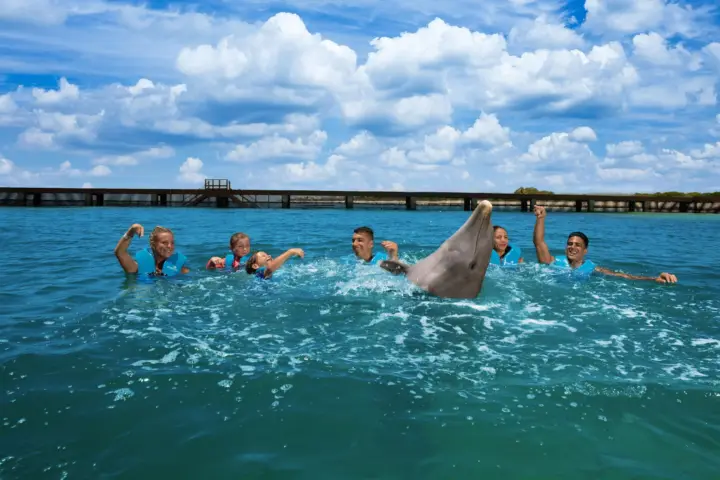 Costa Mujeres: Nada con delfines