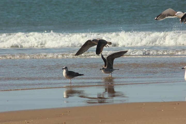 Excursión de un día al Rocío, el Parque Natural de Doñana y la playa de Matalascañas desde Sevilla