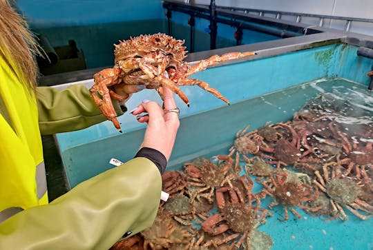 Visita guiada al puerto pesquero y visita a un vivero de mariscos