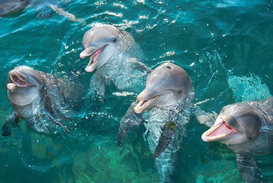 Dolphin experiences at the Aquarium Cancun by Delphinus – ticket only