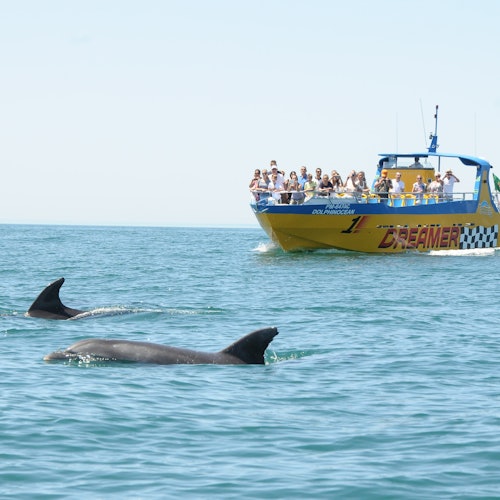 Benagil y Avistamiento de Delfines: Excursión en Jet Boat desde Albufeira